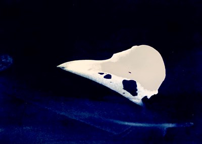 An abstract painting with a dark navy blue background and a white shape like a bird skull in the foreground.